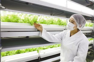 城市地下的綠色革命 日本植物工廠熱潮與生物化工技術新篇